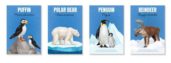 Arctic Animals Realistic Posters Set Puffin Polar Bear Penguin Reindeer — Stock Vector