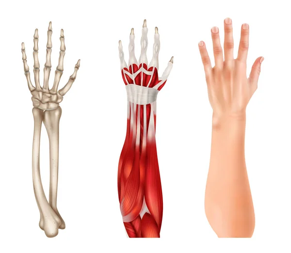 Realistické Lidské Ruce Předloktí Anatomie Set Izolované Bílém Pozadí Vektorové — Stockový vektor