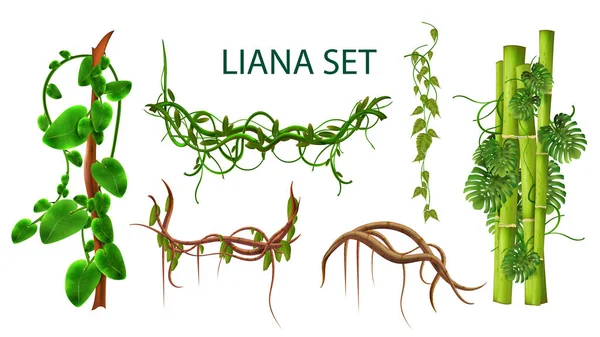 Liana Realistiska Uppsättning Krypande Grenar Och Stammar Exotiska Växter Som — Stock vektor
