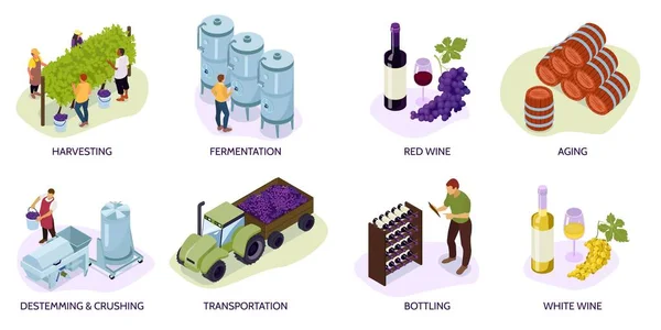 带有收获发酵红白葡萄酒陈酿脱出和破碎运输装瓶载体的等剂量葡萄园组合图 — 图库矢量图片