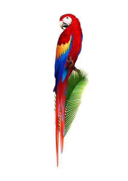 Realistyczna Papuga Makau Zielonych Liściach Ilustracja Wektora — Wektor stockowy