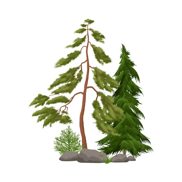 Árvores Coníferas Realistas Com Pedras Arbustos Fundo Branco Ilustração Vetorial —  Vetores de Stock