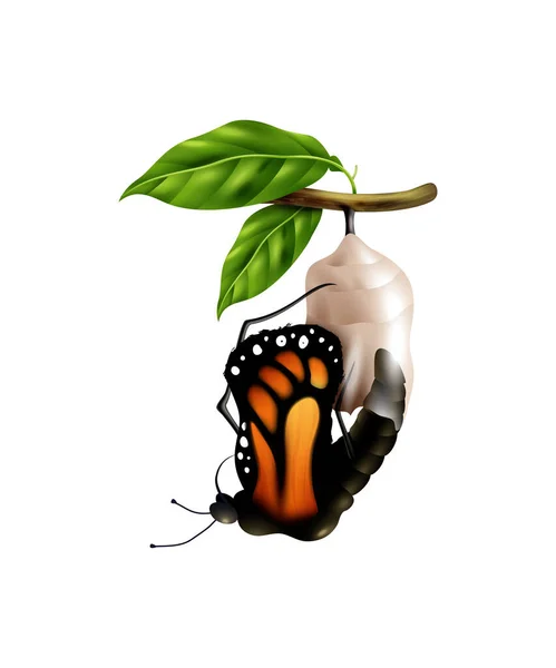 キャソンベクトルイラストから登場蝶と現実的な君主のライフサイクルステージ — ストックベクタ