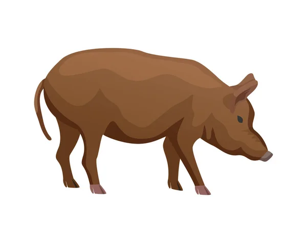 Big Brown Pig Breed Flat Vector Illustration — Stock Vector