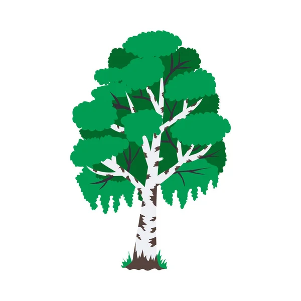 Lapos Zöld Nyírfa Fehér Háttér Vektor Illusztráció — Stock Vector