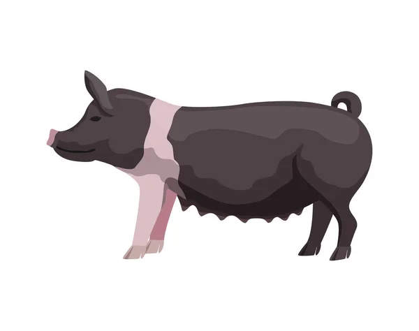 フラットブラックハンプシャー豚の品種のイラスト — ストックベクタ