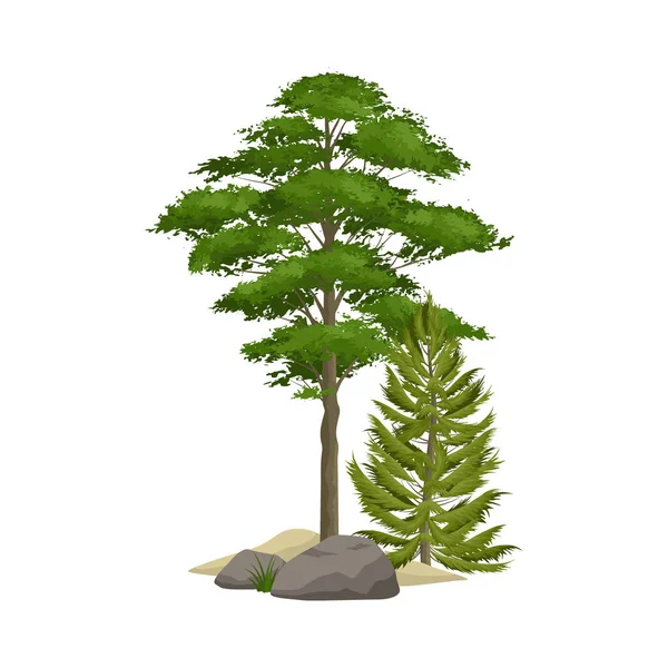 現実的な緑の木と岩のベクトルのイラストと松の森の要素 — ストックベクタ