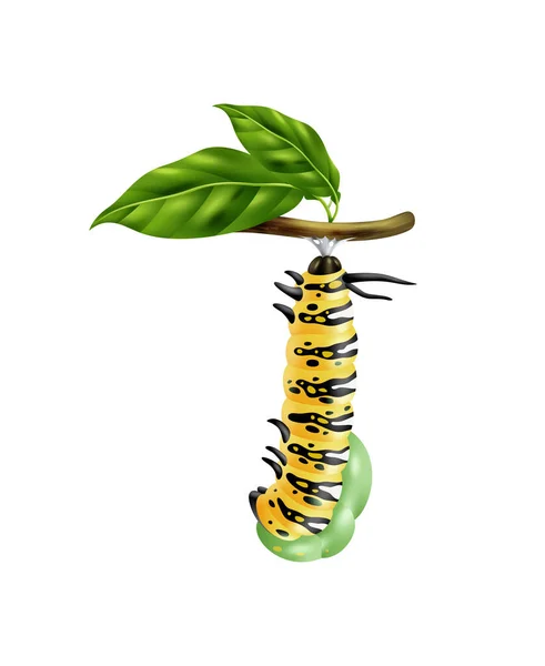 Realistic Monarch Butterfly Life Cycle Stage Caterpillar Green Branch Vector — Stock Vector