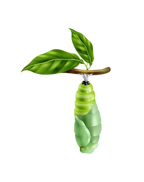 Realistický Monarcha Motýl Životní Cyklus Stádium Zelenou Pupa Větvičce Vektorové — Stockový vektor