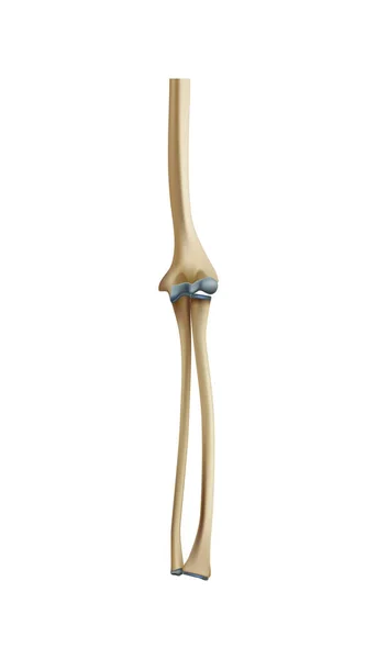 Realistiska Mänskliga Skelett Arm Ben Vektor Illustration — Stock vektor