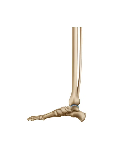 Realistic Human Foot Bones Anatomy Side View Vector Illustration — Stock Vector