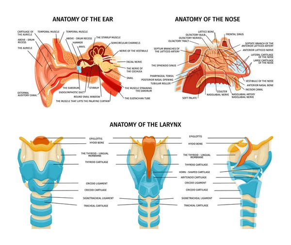 Set Anatomico Composizioni Isolate Con Immagini Educative Naso Dell Orecchio — Vettoriale Stock