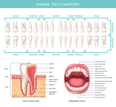 Gerçekçi çene ve diş vektörü illüstrasyonuna sahip insan diş anatomisi grafiği