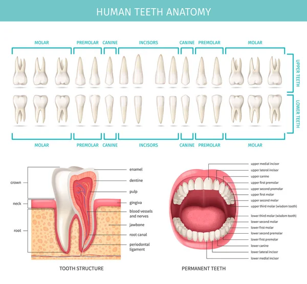 Gerçekçi Çene Diş Vektörü Illüstrasyonuna Sahip Insan Diş Anatomisi Grafiği — Stok Vektör