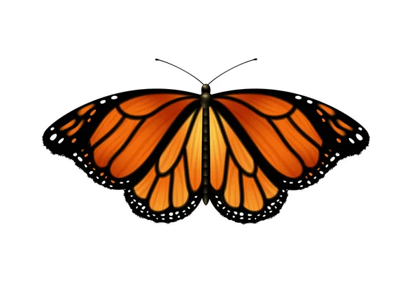 Realistic Monarch Butterfly Open Wings Vector Illustration — Stock Vector
