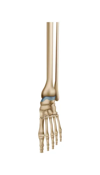 現実的な人間の足の骨の解剖図ベクトル図 — ストックベクタ