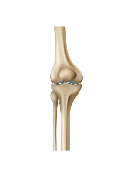 現実的な人間の膝の骨のベクトル図 — ストックベクタ