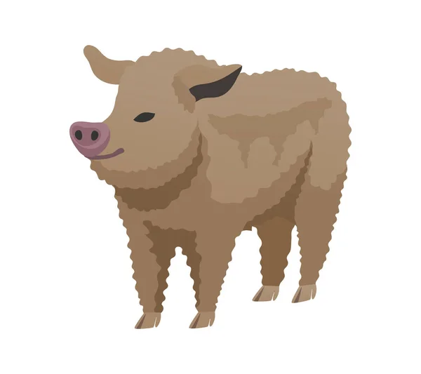 Flat Mangalitsa Pig Breed Vector Illustration — Stock Vector