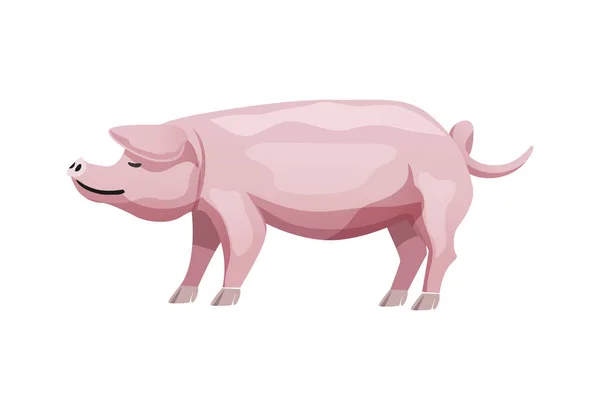 平らなピンクのランドレース豚の品種のイラスト — ストックベクタ