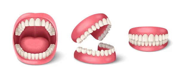 Lidské Zuby Zubní Anatomie Set Realistickými Čelistmi Izolované Vektorové Ilustrace — Stockový vektor