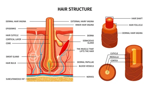 Realistická Struktura Vlasů Složení Vědeckým Pohledem Svaly Cibule Cuticle Vrstvy — Stockový vektor