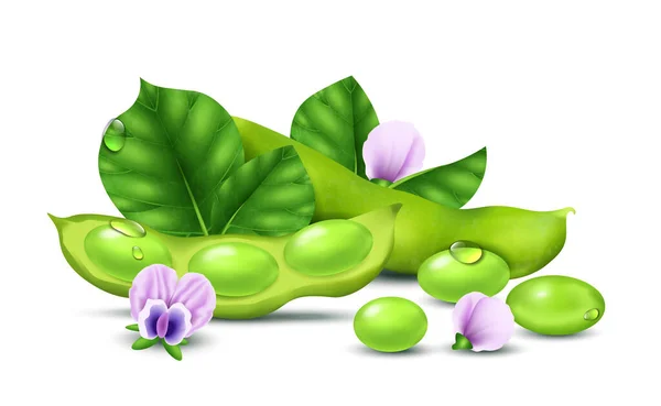 Ρεαλιστική Έννοια Σόγιας Πράσινα Φασόλια Σόγιας Και Λουλούδια Διανυσματική Απεικόνιση — Διανυσματικό Αρχείο