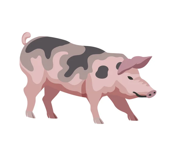 白い背景に豚の品種フラットベクトルイラスト — ストックベクタ