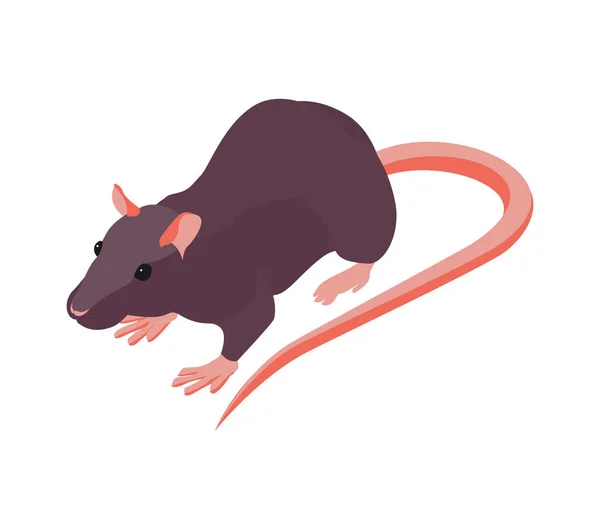 Rat Isométrique Sur Fond Blanc Illustration Vectorielle — Image vectorielle