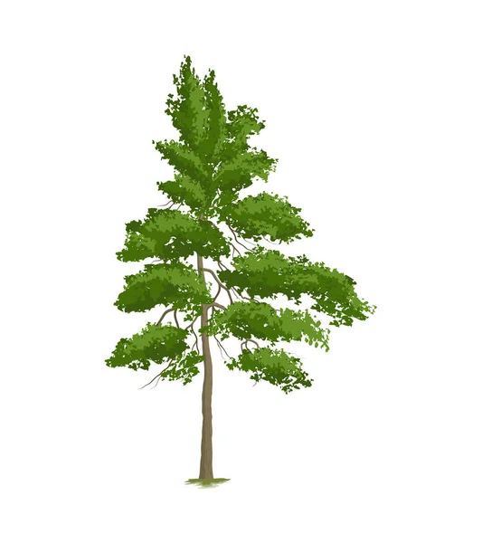 Realistische Dennenboom Witte Achtergrond Vector Illustratie — Stockvector