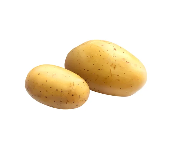 Zwei Ganze Ungeschälte Kartoffeln Realistische Vektorillustration — Stockvektor