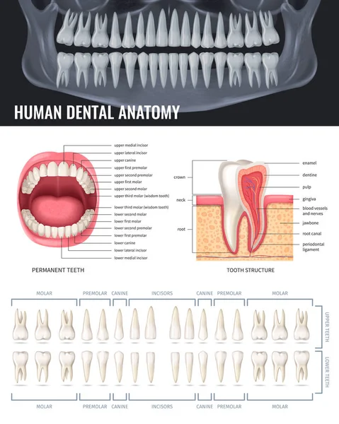 Dentes Humanos Poster Anatomia Realista Com Ilustração Vetor Raios Mandíbula — Vetor de Stock