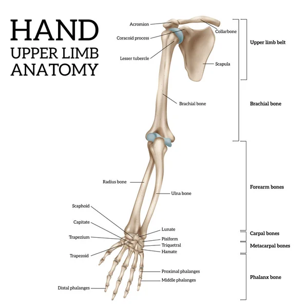 Menselijke Bovenste Ledemaat Anatomie Vooraanzicht Realistische Infografische Vector Illustratie — Stockvector