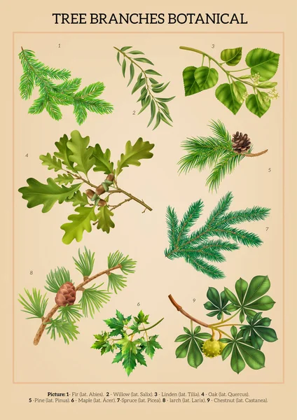 Realistic Vertical Botanical Poster Branches Oak Fir Larch Chestnut Maple — Stock Vector