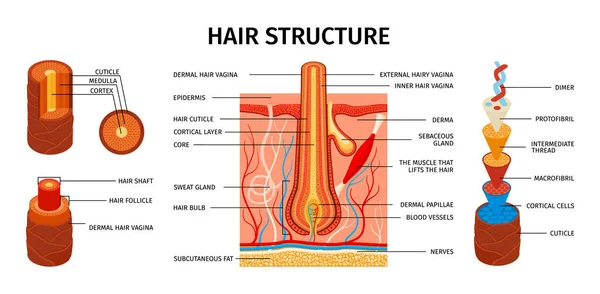 Realistická Struktura Vlasů Infographics Výchovnými Obrazy Vlasové Anatomie Upravitelnými Textové — Stockový vektor