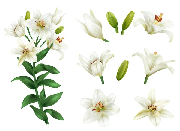 Realistic White Lily Flower Icons Set Blooming Blossoms Isolated Vector — Stock Vector