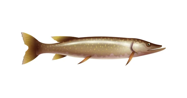 Pike Fish Pada Gambar Vektor Realistis Latar Belakang Putih - Stok Vektor