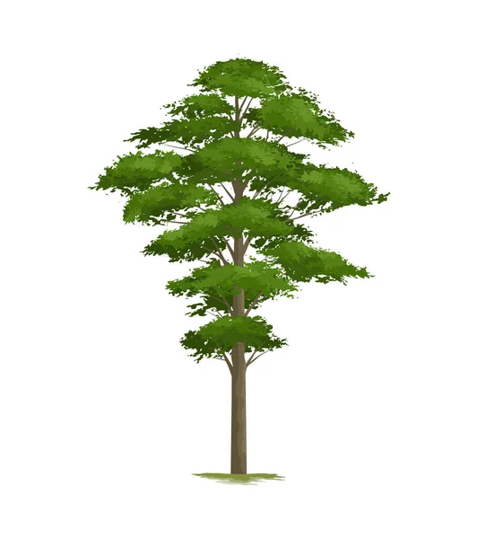 緑の松の白の背景ベクトル図 — ストックベクタ
