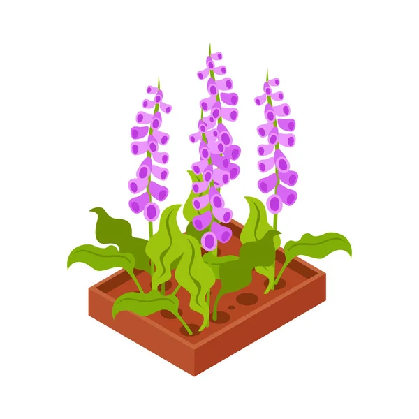 Cama Flores Com Flores Violetas Ícone Isométrico Vetor Ilustração — Vetor de Stock