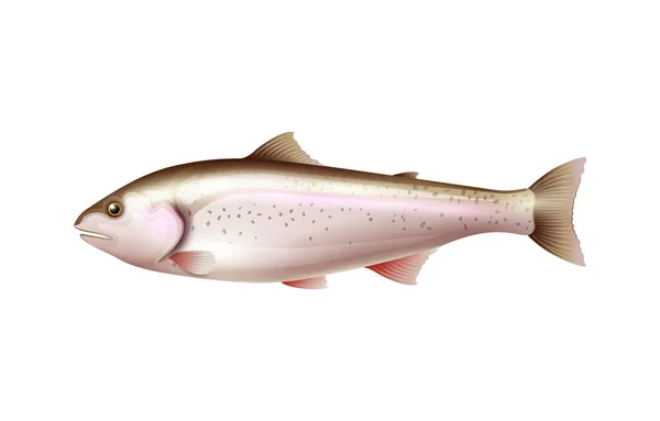 Realistic Salmon Fish White Background Vector Illustration — Stock Vector