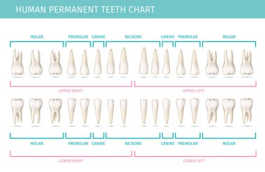 Dişsel anatomi çizelgesi ve kalıcı insan dişi gerçekçi vektör çizelgesi.