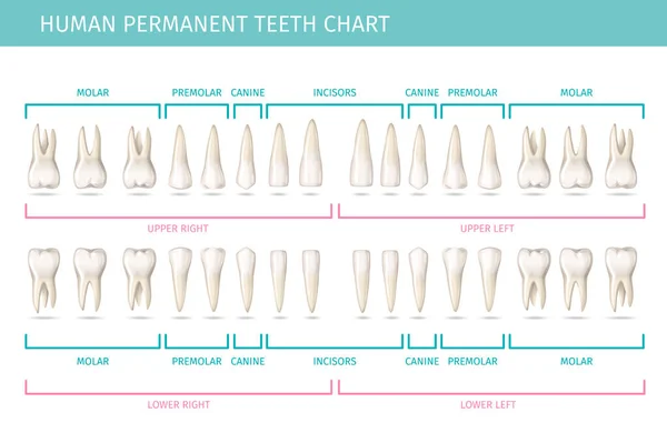 Dental Anatomy Chart Permanent Human Teeth Realistic Vector Illustration — Stock Vector