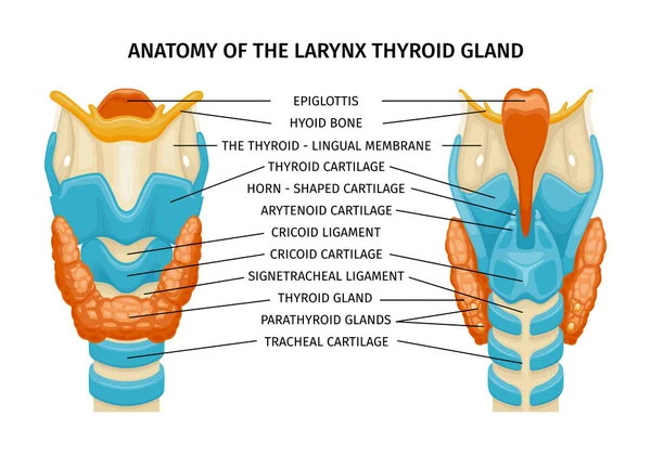 Larynx Sköldkörtel Luftstrupe Anatomi Sammansättning Med Text Bildtexter Pekar Körtlar — Stock vektor