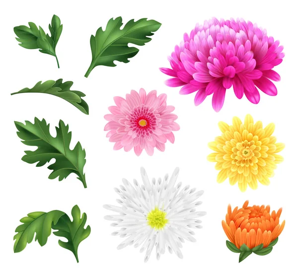 開花頭と葉の分離ベクトルイラストで設定された現実的な菊の花のアイコン — ストックベクタ