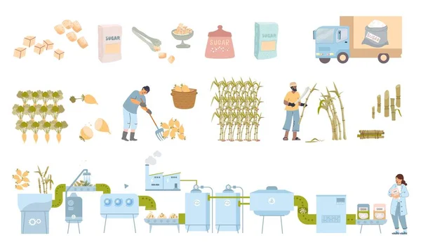 Плоский Комплект Сахарного Производства Изолированными Иконками Свекловичных Тростников Собирающих Готовую — стоковый вектор
