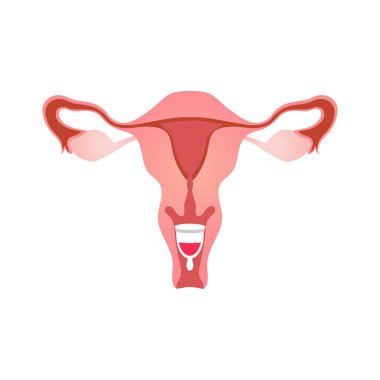 Kadın üreme sistemi ve regl kabı illüstrasyonuyla kadın hijyen düzeyi simgesi