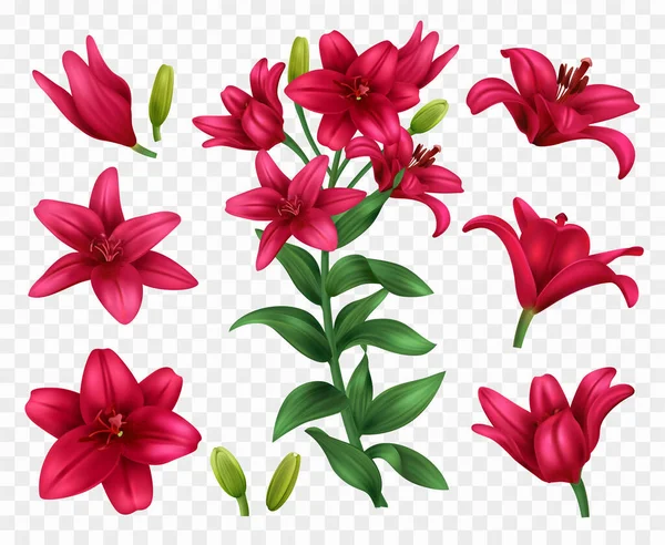 Ρεαλιστικές Κόκκινες Εικόνες Λουλουδιών Κρίνου Διαφανές Φόντο Απομονωμένη Διανυσματική Απεικόνιση — Διανυσματικό Αρχείο