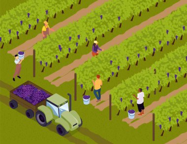 Isometric Vineyard konsept vektör üzüm bağı çalışanları hasat edip traktör çizimine yüklüyorlar.