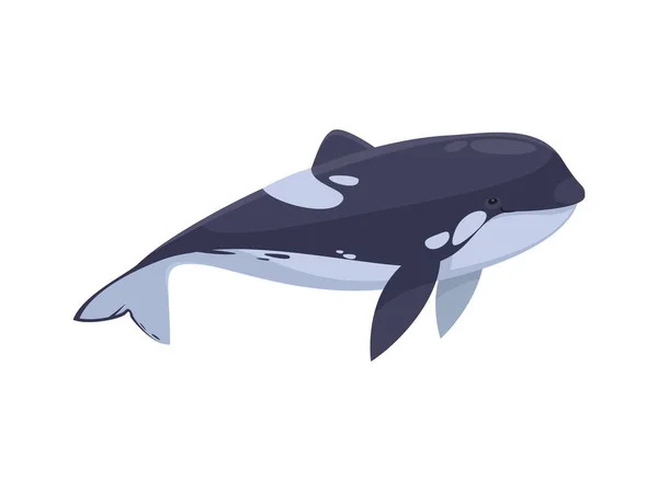 Cute Orca Whale White Background Flat Vector Illustration — Stock Vector