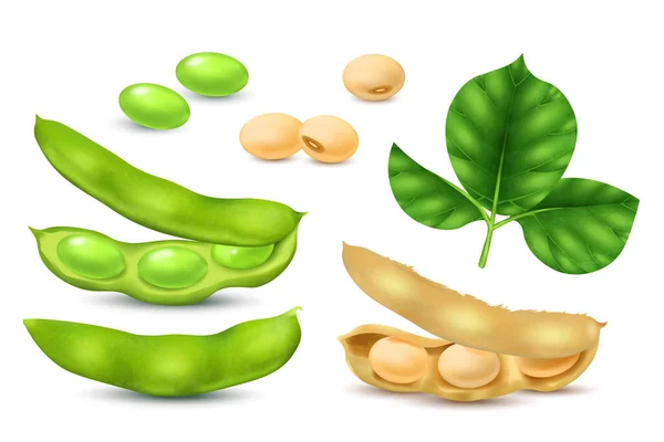 大豆をセットしたリアルな大豆のリアルなアイコンと葉の絶縁ベクトルイラスト — ストックベクタ