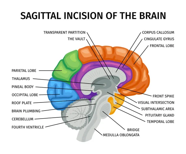 Mozková Anatomie Sagitální Pohled Kompozice Barevným Vzdělávacím Obrazem Vnitřních Orgánů — Stockový vektor
